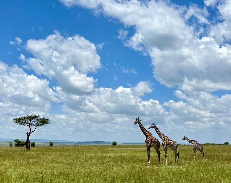 Maasai Mara National Reserve, Narok County (Southwest Kenya), Kenya
